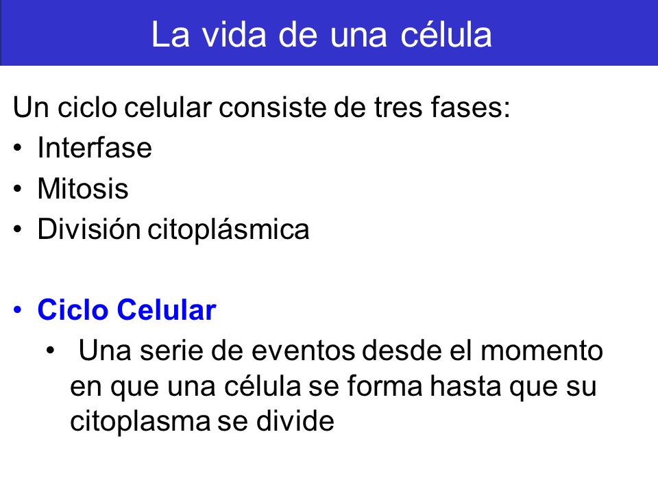 La vida de una célula Un ciclo celular consiste de tres fases: