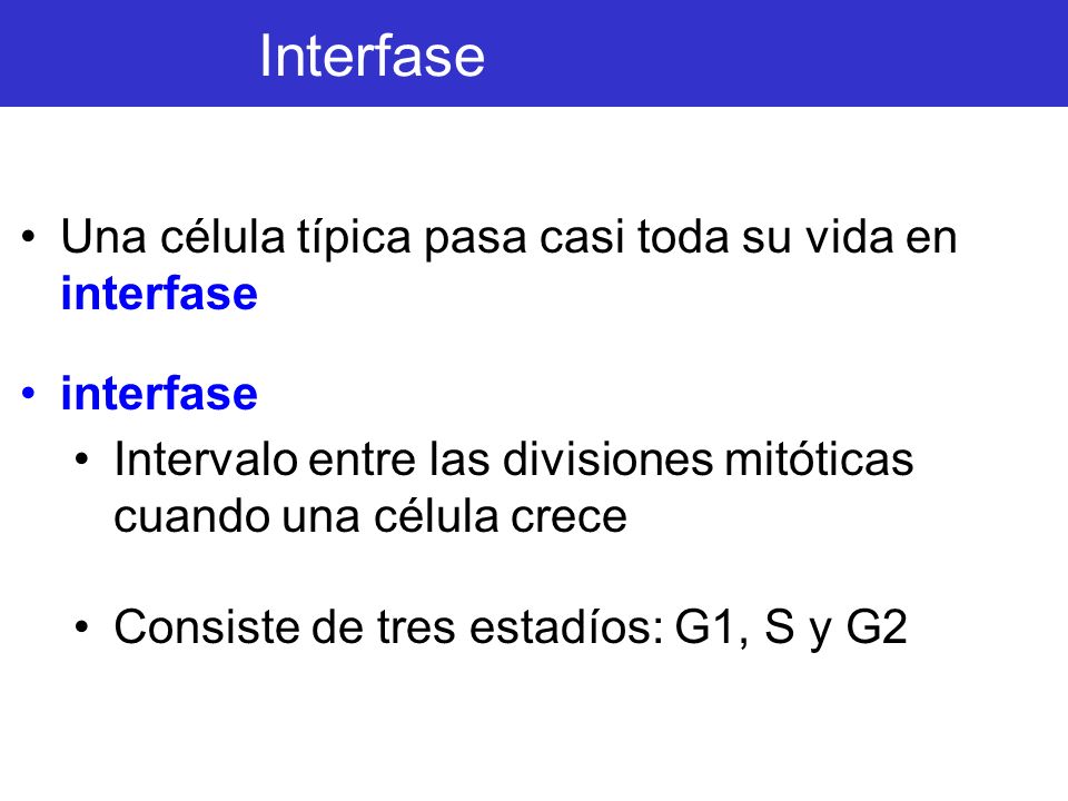 Interfase Una célula típica pasa casi toda su vida en interfase