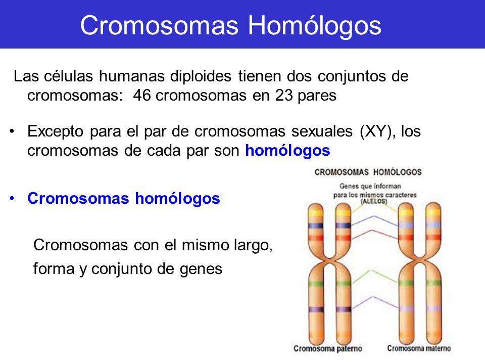 Cromosomas Homólogos Las células humanas diploides tienen dos conjuntos de cromosomas: 46 cromosomas en 23 pares.