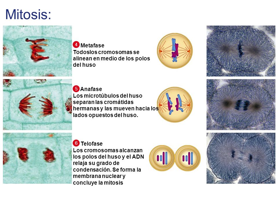 Mitosis: Metafase. Todoslos cromosomas se alinean en medio de los polos del huso. 4. Anafase.