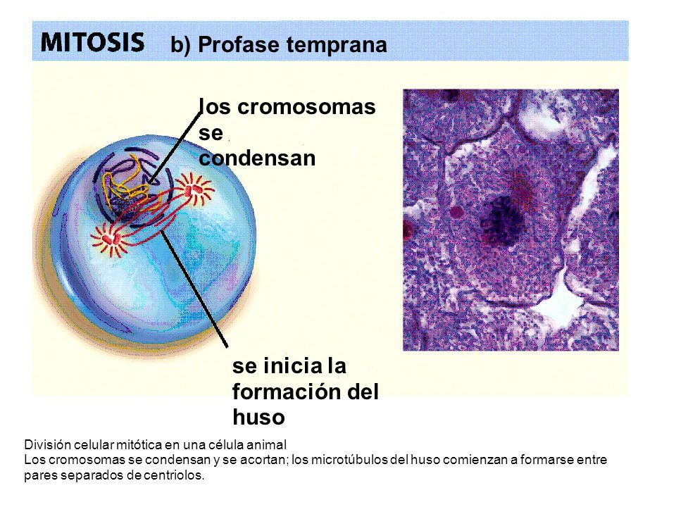 b) Profase temprana los cromosomas se condensan se inicia la