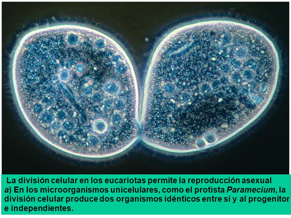 La división celular en los eucariotas permite la reproducción asexual