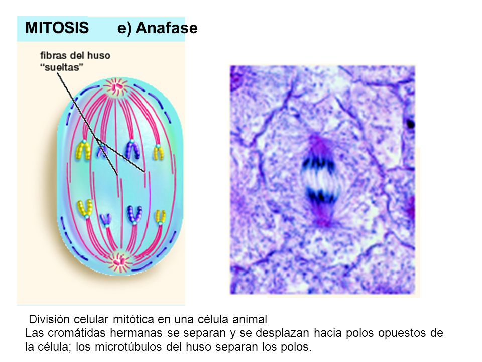 MITOSIS e) Anafase División celular mitótica en una célula animal