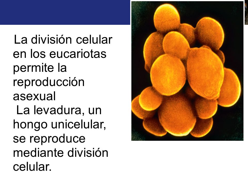 La división celular en los eucariotas permite la reproducción asexual
