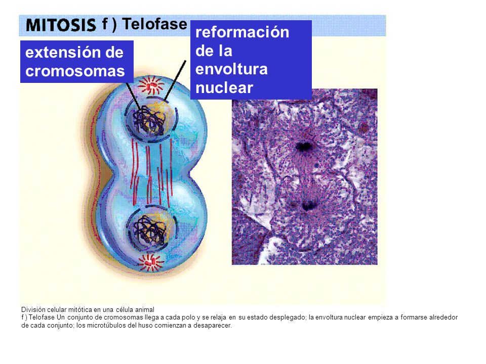 f ) Telofase reformación de la envoltura nuclear extensión de