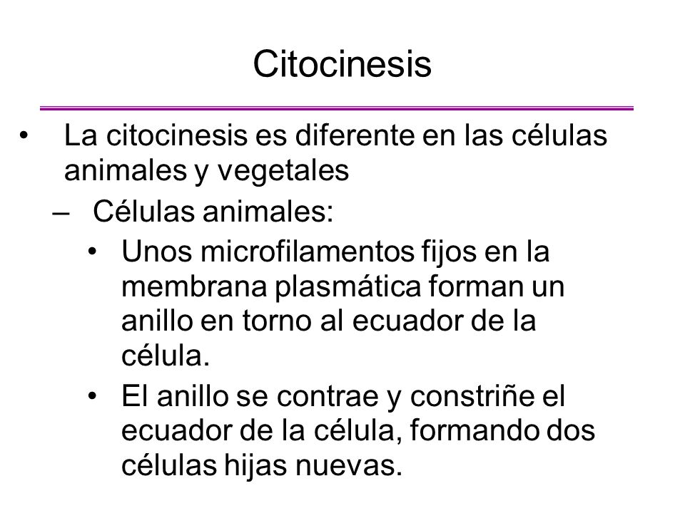 Citocinesis La citocinesis es diferente en las células animales y vegetales. Células animales: