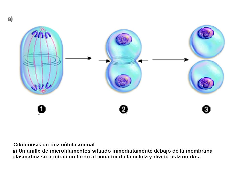 Los microfilamentos forman un anillo en torno al ecuador. de la célula. FIGURA 11-11a Citocinesis en una célula animal.