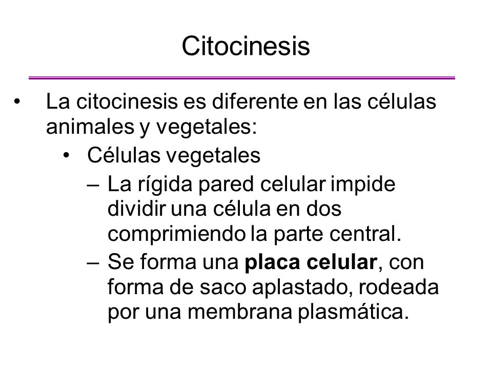 Citocinesis La citocinesis es diferente en las células animales y vegetales: Células vegetales.