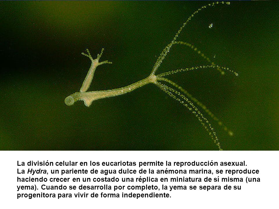 La división celular en los eucariotas permite la reproducción asexual.