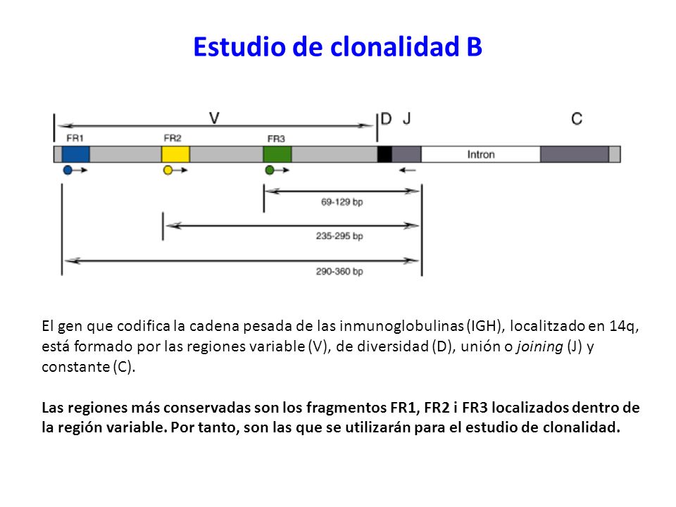 Estudio de clonalidad B
