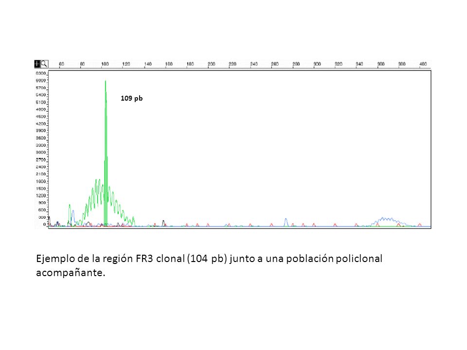 109 pb Ejemplo de la región FR3 clonal (104 pb) junto a una población policlonal acompañante.