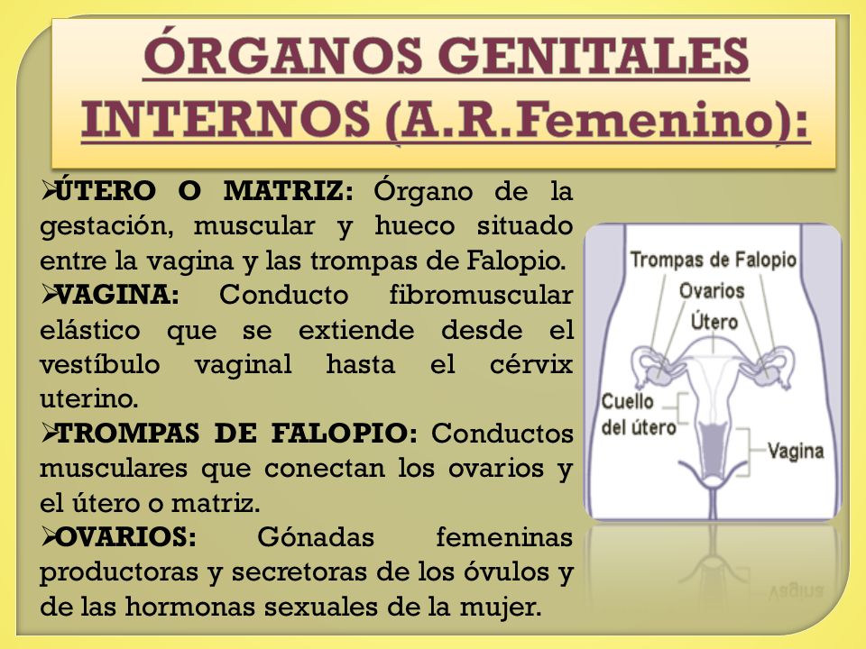 ÓRGANOS GENITALES INTERNOS (A.R.Femenino):