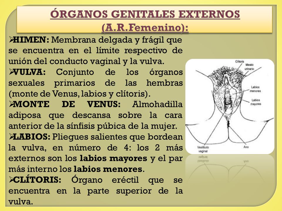 ÓRGANOS GENITALES EXTERNOS (A.R.Femenino):