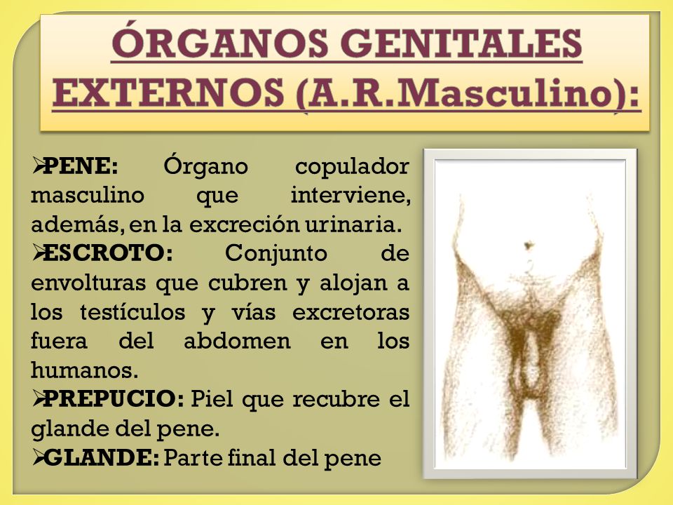 ÓRGANOS GENITALES EXTERNOS (A.R.Masculino):