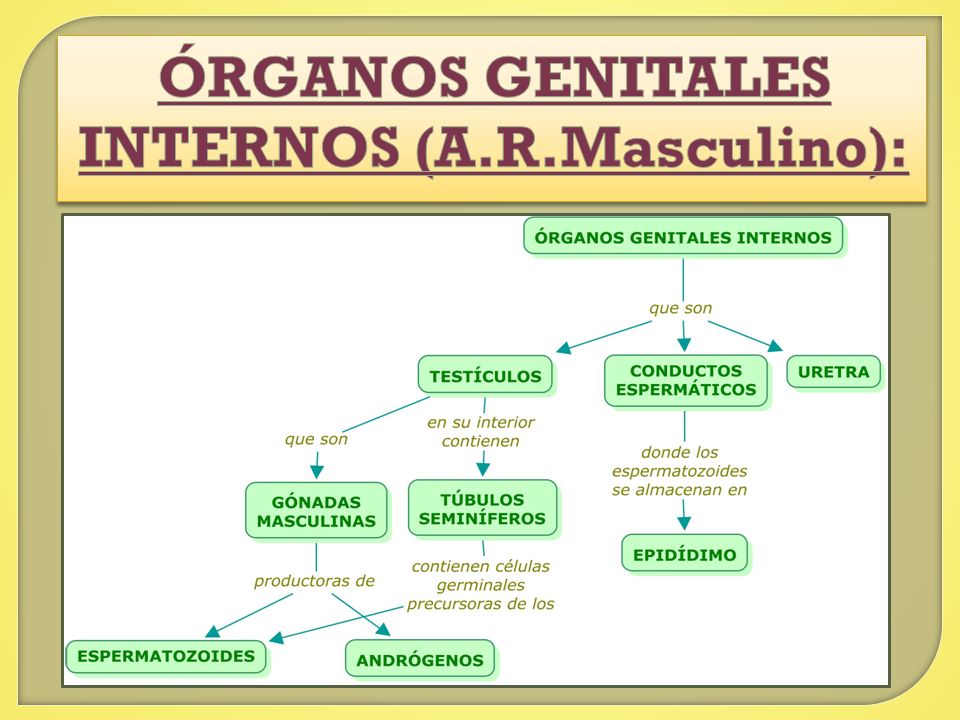 ÓRGANOS GENITALES INTERNOS (A.R.Masculino):