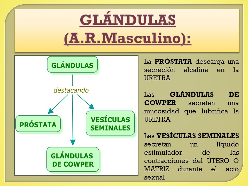 GLÁNDULAS (A.R.Masculino):