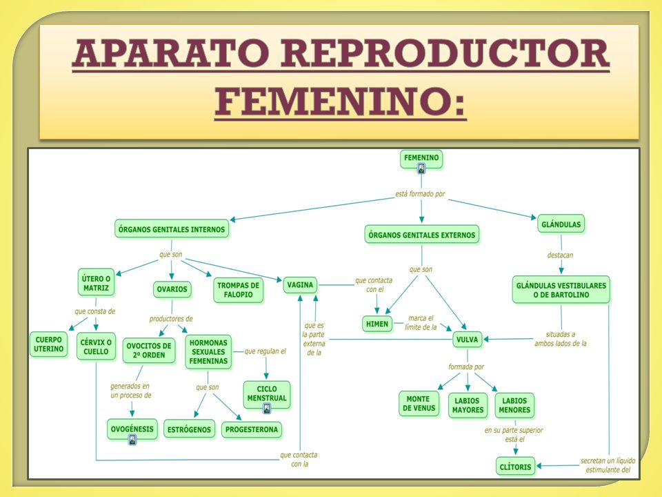 APARATO REPRODUCTOR FEMENINO: