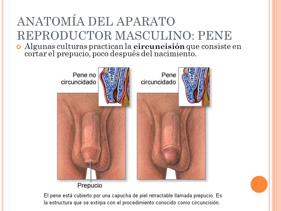 ANATOMÍA DEL APARATO REPRODUCTOR MASCULINO: PENE