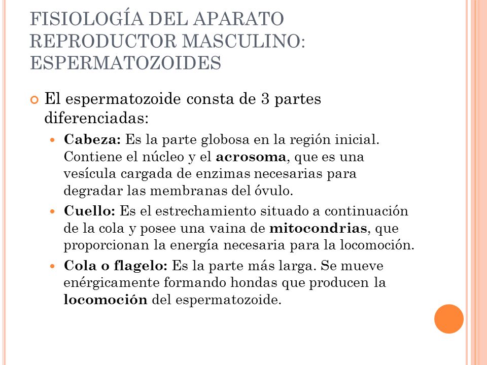 FISIOLOGÍA DEL APARATO REPRODUCTOR MASCULINO: ESPERMATOZOIDES