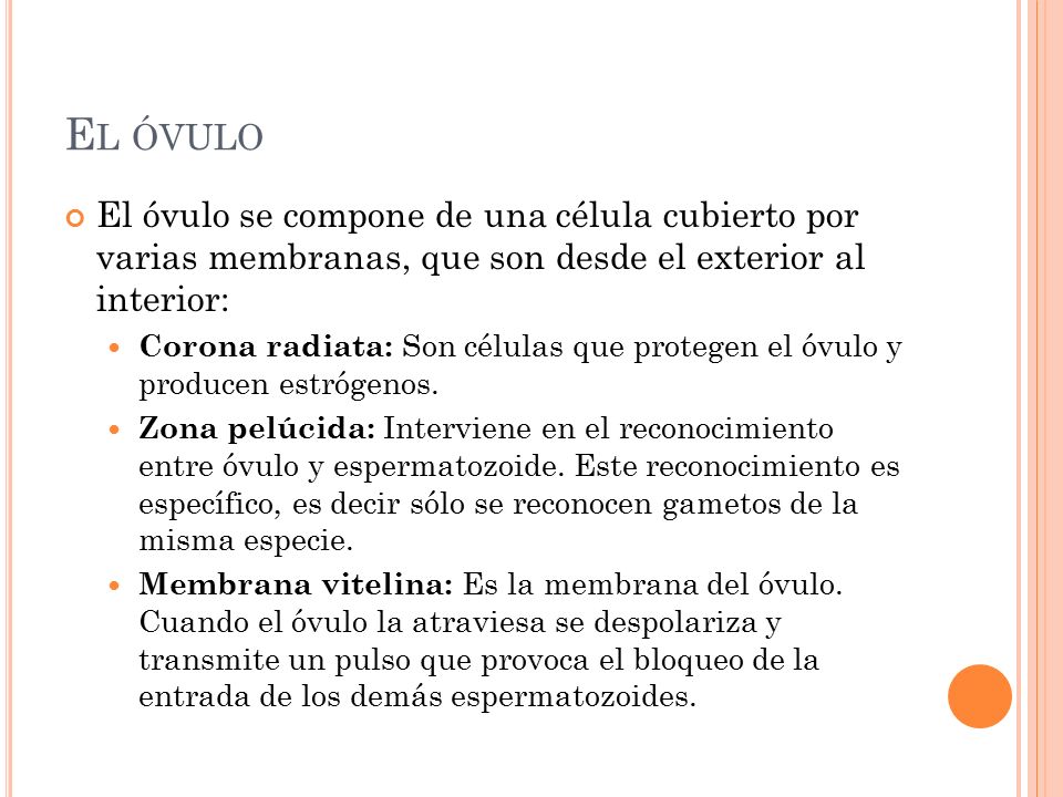 El óvulo El óvulo se compone de una célula cubierto por varias membranas, que son desde el exterior al interior: