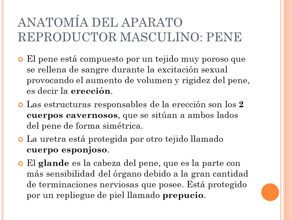 ANATOMÍA DEL APARATO REPRODUCTOR MASCULINO: PENE