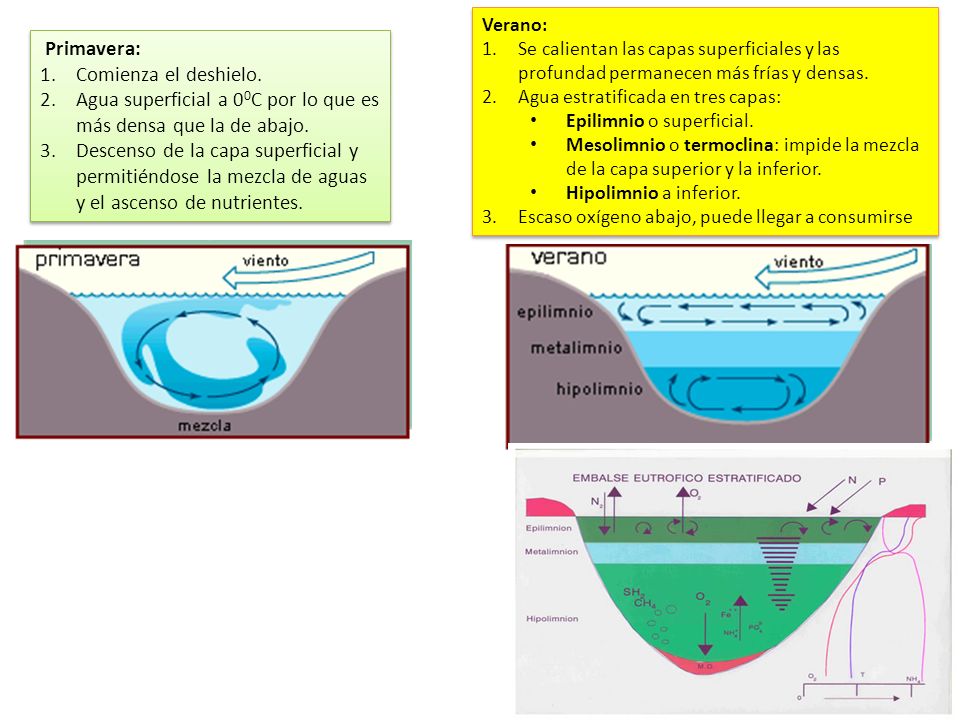 Agua superficial a 00C por lo que es más densa que la de abajo.