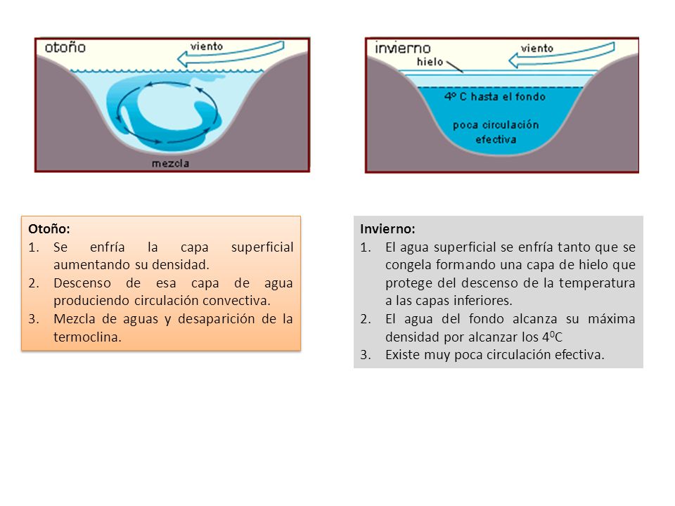 Otoño: Se enfría la capa superficial aumentando su densidad. Descenso de esa capa de agua produciendo circulación convectiva.