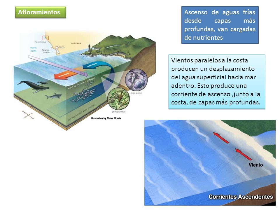 Afloramientos Ascenso de aguas frías desde capas más profundas, van cargadas de nutrientes.