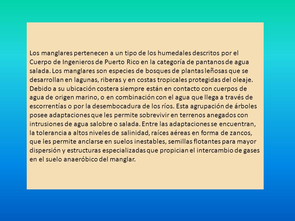 Los manglares pertenecen a un tipo de los humedales descritos por el Cuerpo de Ingenieros de Puerto Rico en la categoría de pantanos de agua salada.