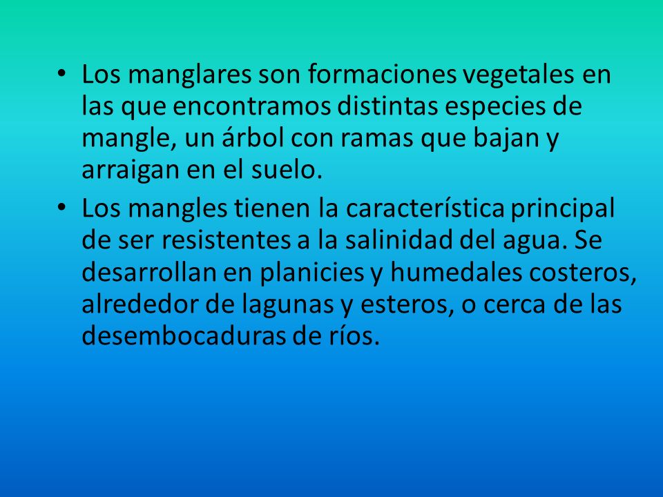 Los manglares son formaciones vegetales en las que encontramos distintas especies de mangle, un árbol con ramas que bajan y arraigan en el suelo.
