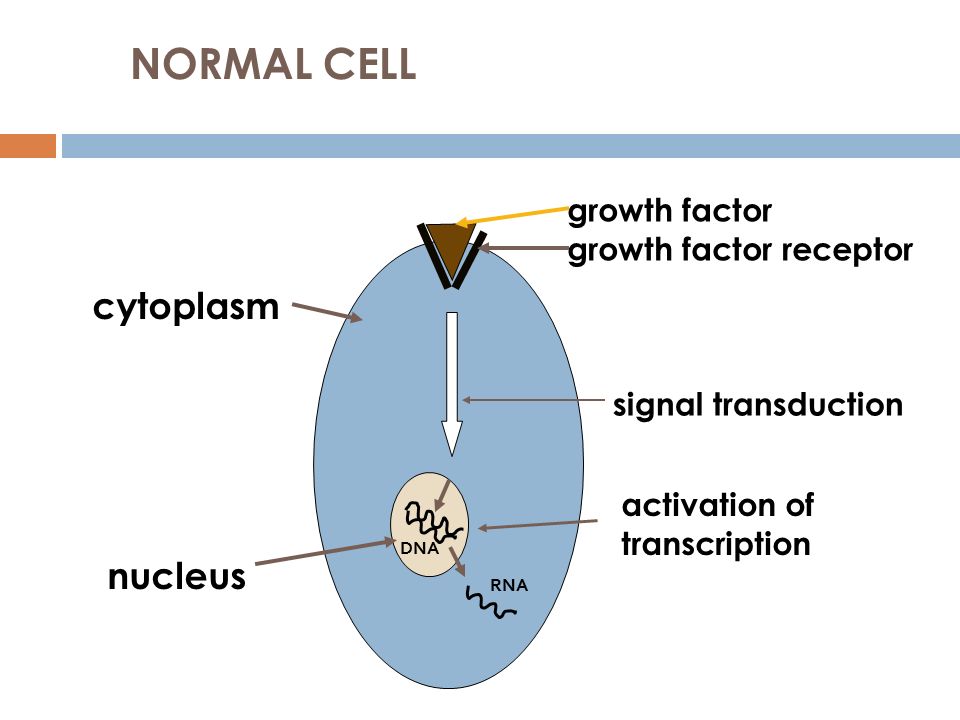 NORMAL CELL cytoplasm nucleus growth factor growth factor receptor