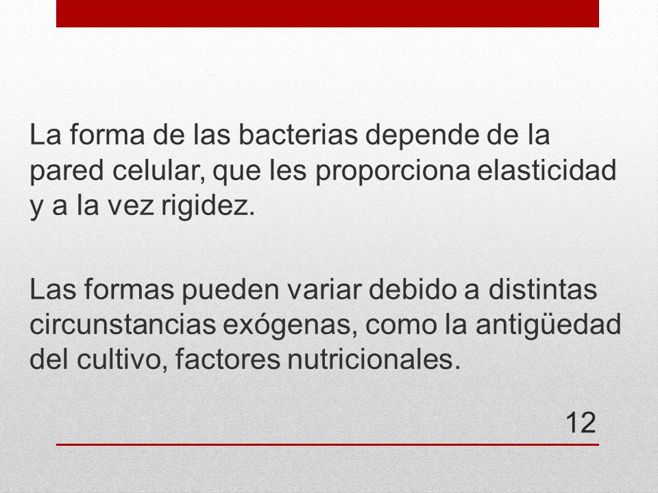La forma de las bacterias depende de la pared celular, que les proporciona elasticidad y a la vez rigidez.