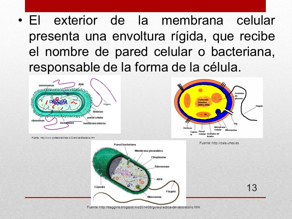 El exterior de la membrana celular presenta una envoltura rígida, que recibe el nombre de pared celular o bacteriana, responsable de la forma de la célula.