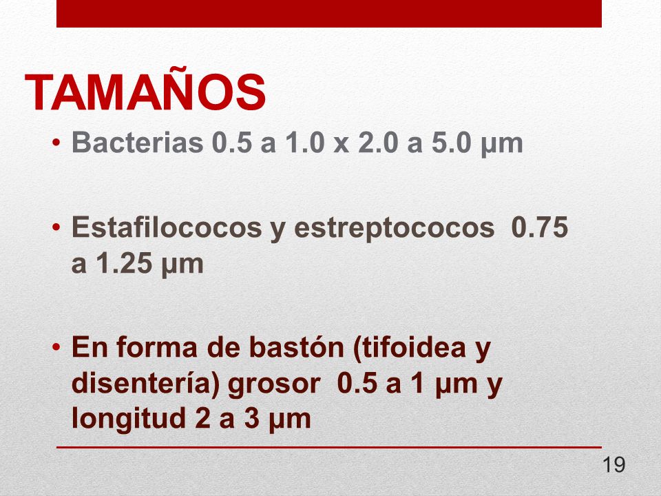 TAMAÑOS Bacterias 0.5 a 1.0 x 2.0 a 5.0 μm