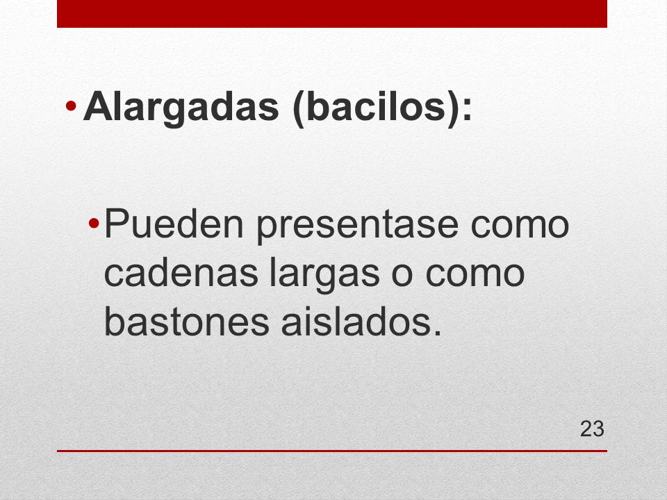 Alargadas (bacilos): Pueden presentase como cadenas largas o como bastones aislados.