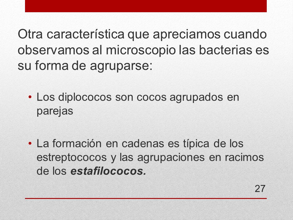 Otra característica que apreciamos cuando observamos al microscopio las bacterias es su forma de agruparse: