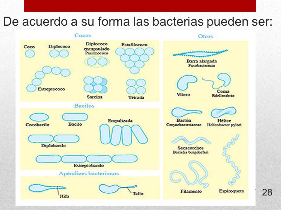 De acuerdo a su forma las bacterias pueden ser: