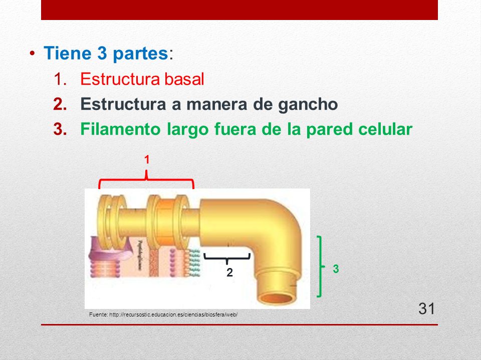 Tiene 3 partes: Estructura basal Estructura a manera de gancho
