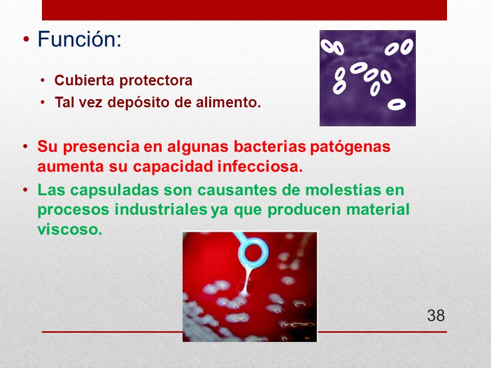 Función: Cubierta protectora. Tal vez depósito de alimento. Su presencia en algunas bacterias patógenas aumenta su capacidad infecciosa.