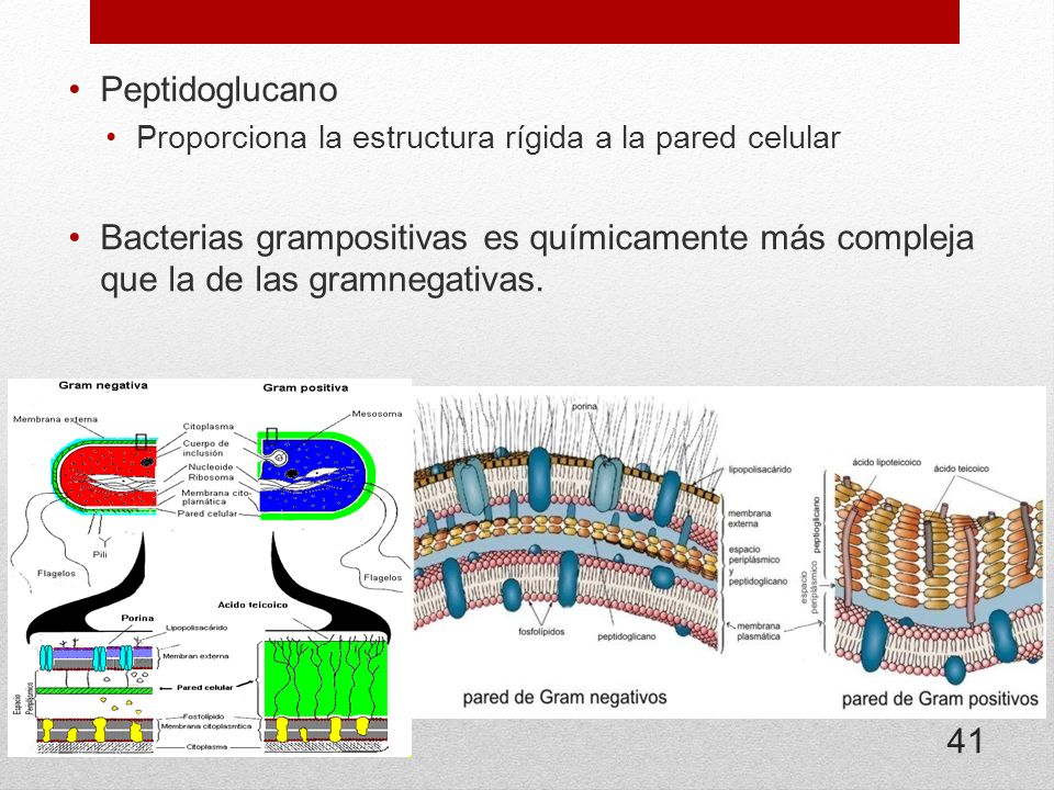 Peptidoglucano Proporciona la estructura rígida a la pared celular.