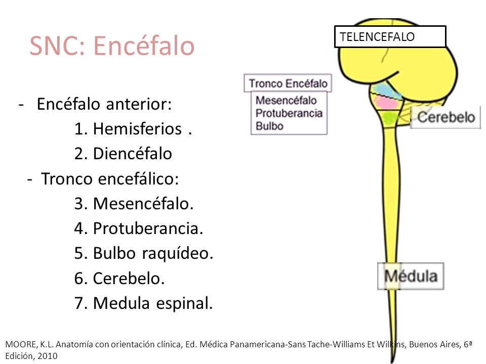 SNC: Encéfalo Encéfalo anterior: 1. Hemisferios . 2. Diencéfalo
