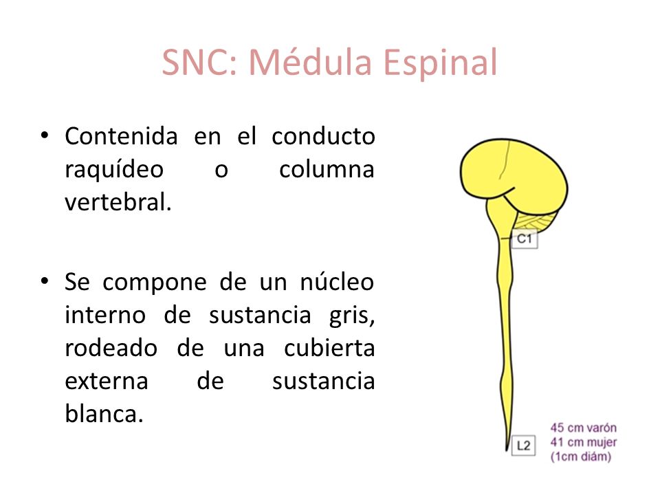 SNC: Médula Espinal Contenida en el conducto raquídeo o columna vertebral.