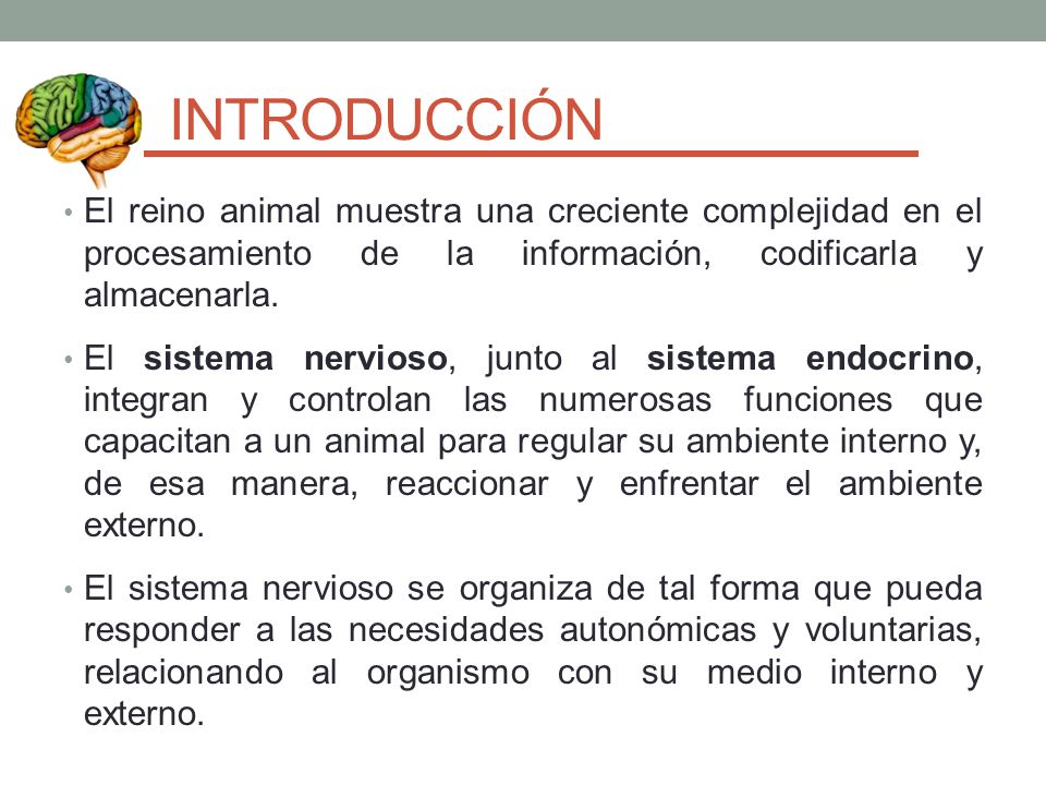 INTRODUCCIÓN El reino animal muestra una creciente complejidad en el procesamiento de la información, codificarla y almacenarla.