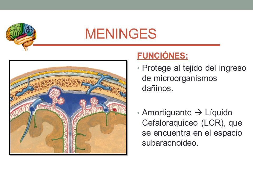 MENINGES FUNCIÓNES: Protege al tejido del ingreso de microorganismos dañinos.
