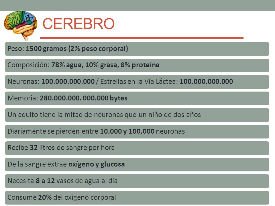 CEREBRO Peso: 1500 gramos (2% peso corporal)