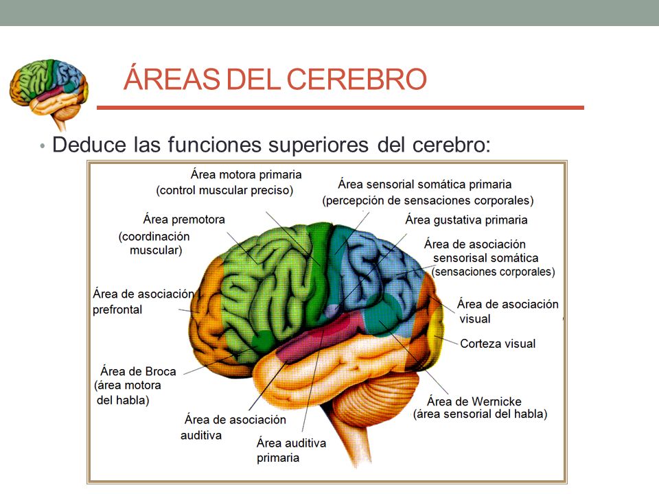ÁREAS DEL CEREBRO Deduce las funciones superiores del cerebro:
