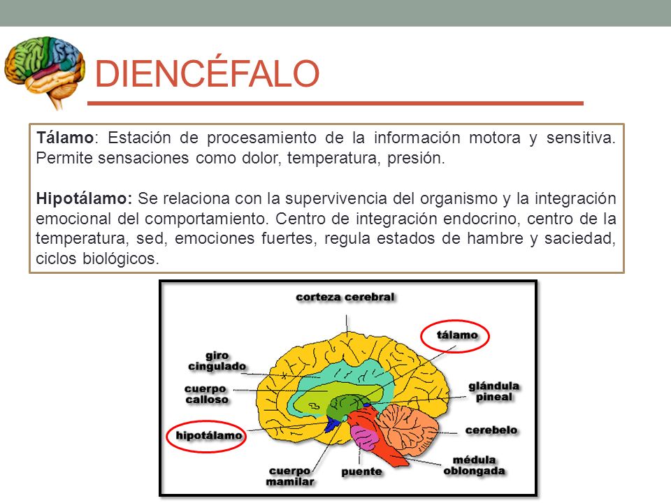 DIENCÉFALO Tálamo: Estación de procesamiento de la información motora y sensitiva. Permite sensaciones como dolor, temperatura, presión.