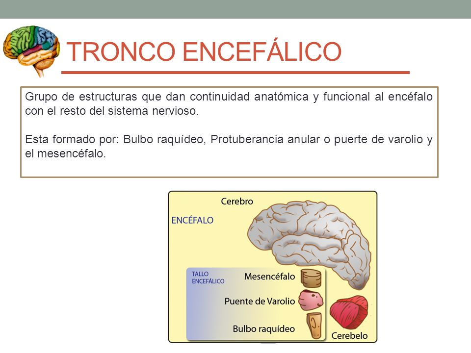 TRONCO ENCEFÁLICO Grupo de estructuras que dan continuidad anatómica y funcional al encéfalo con el resto del sistema nervioso.