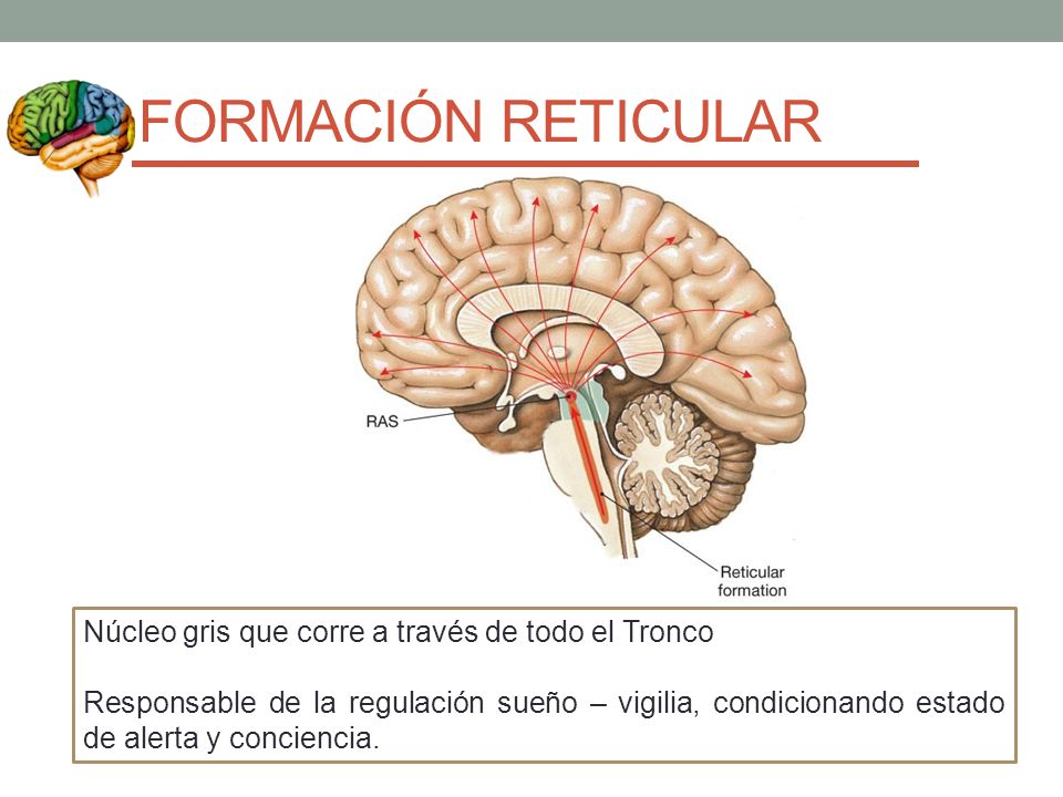 FORMACIÓN RETICULAR Núcleo gris que corre a través de todo el Tronco