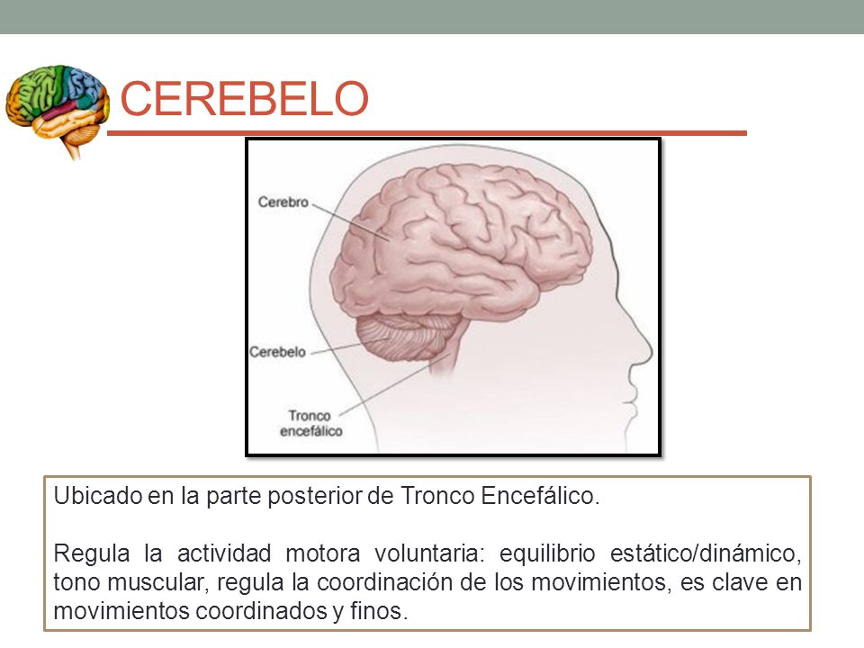 CEREBELO Ubicado en la parte posterior de Tronco Encefálico.